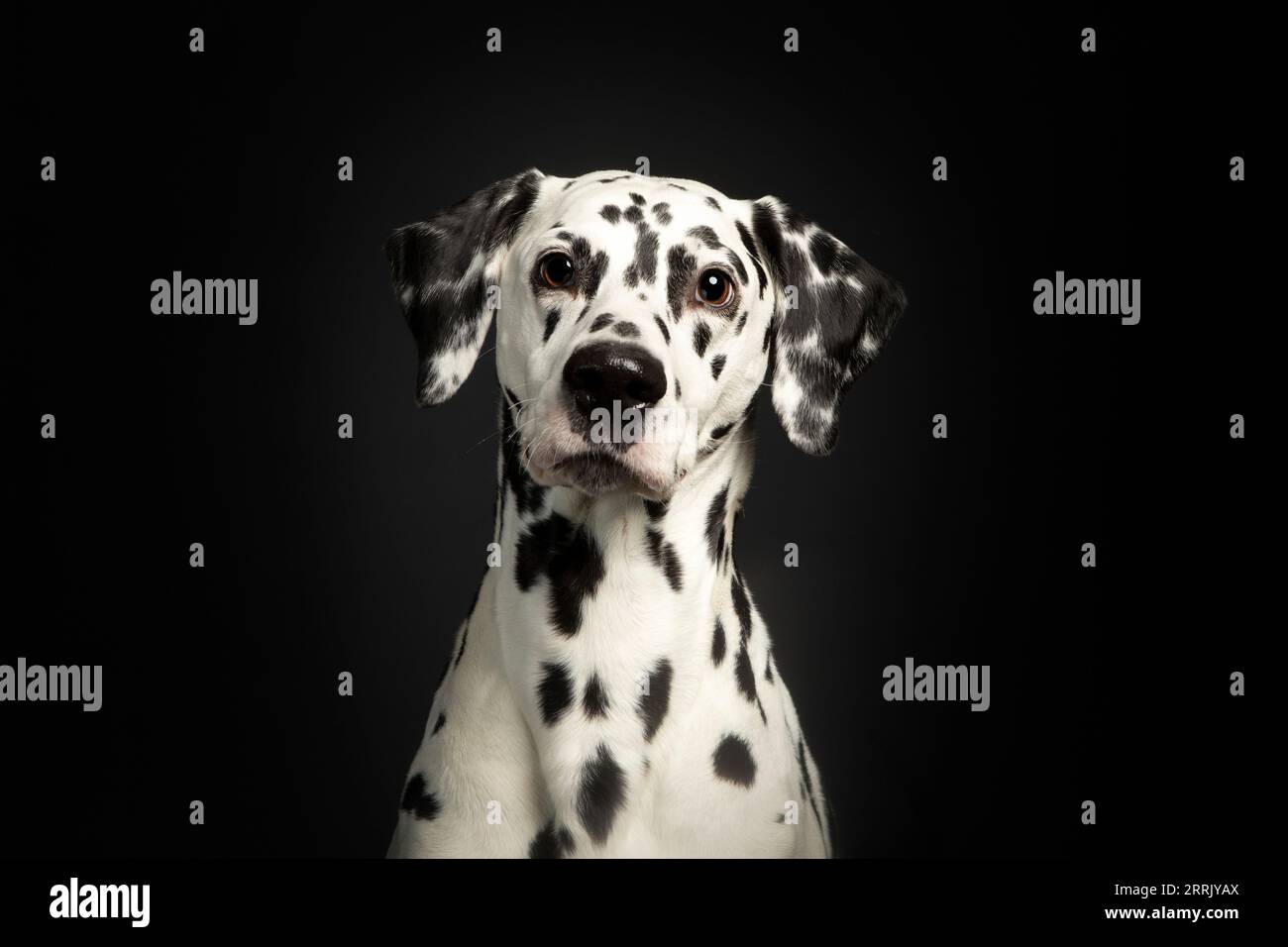 Dalmatian in photo studio Stock Photo