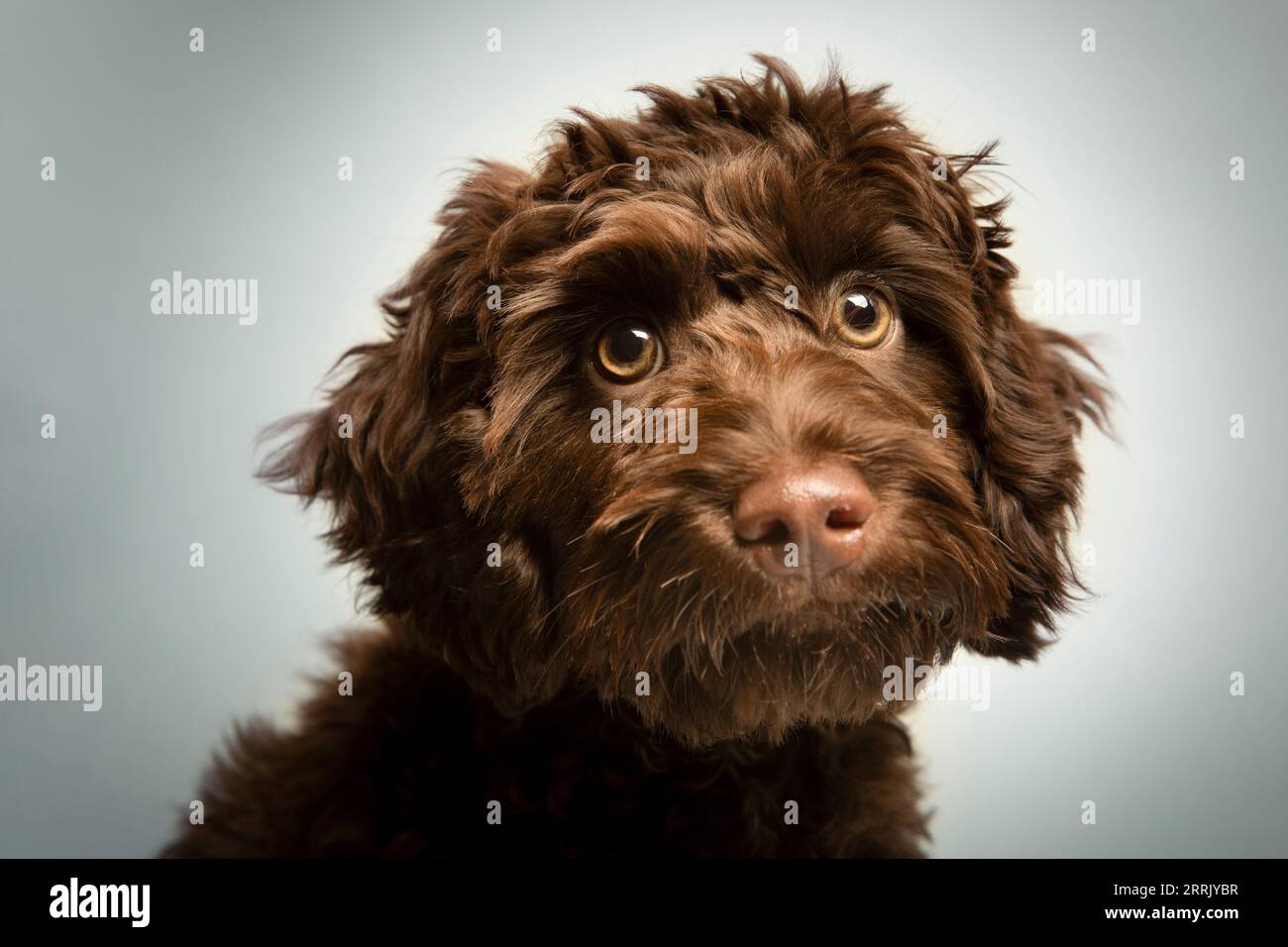 Cockapoo in photo studio Stock Photo - Alamy