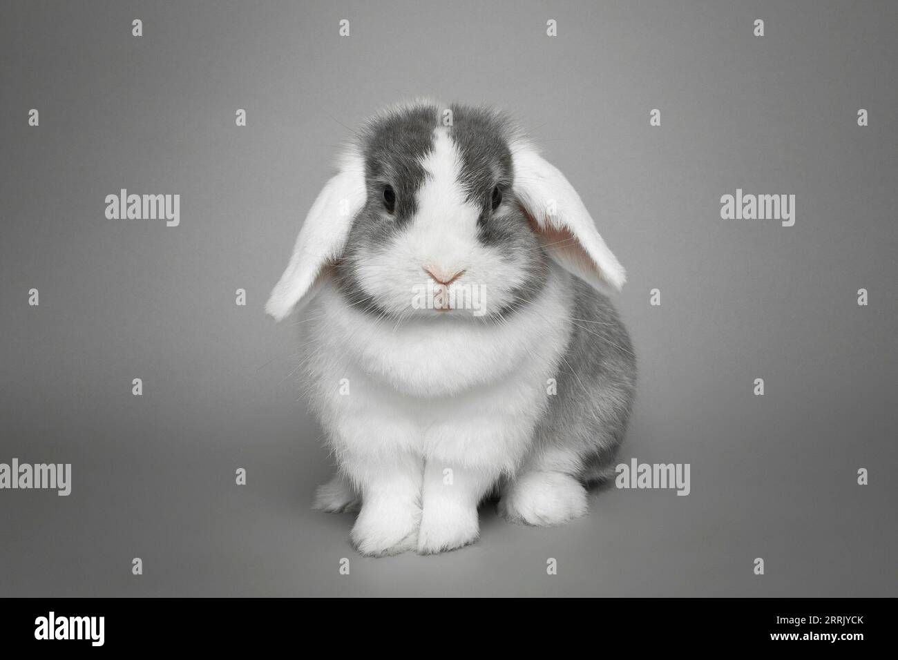Spotted rabbit hi-res stock photography and images - Alamy