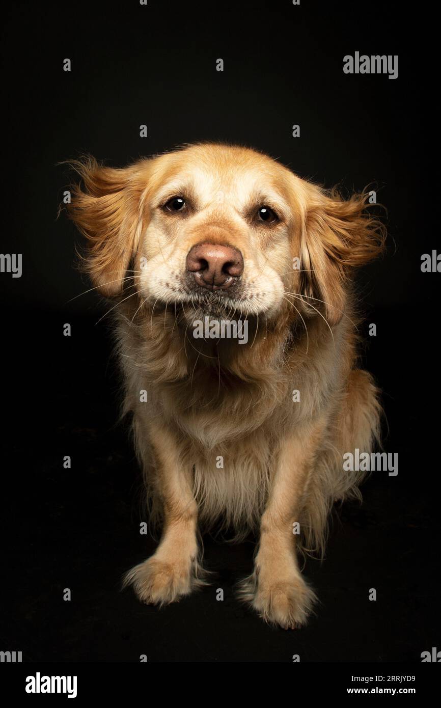 Golden retriever in animal hi-res stock photography and images - Alamy
