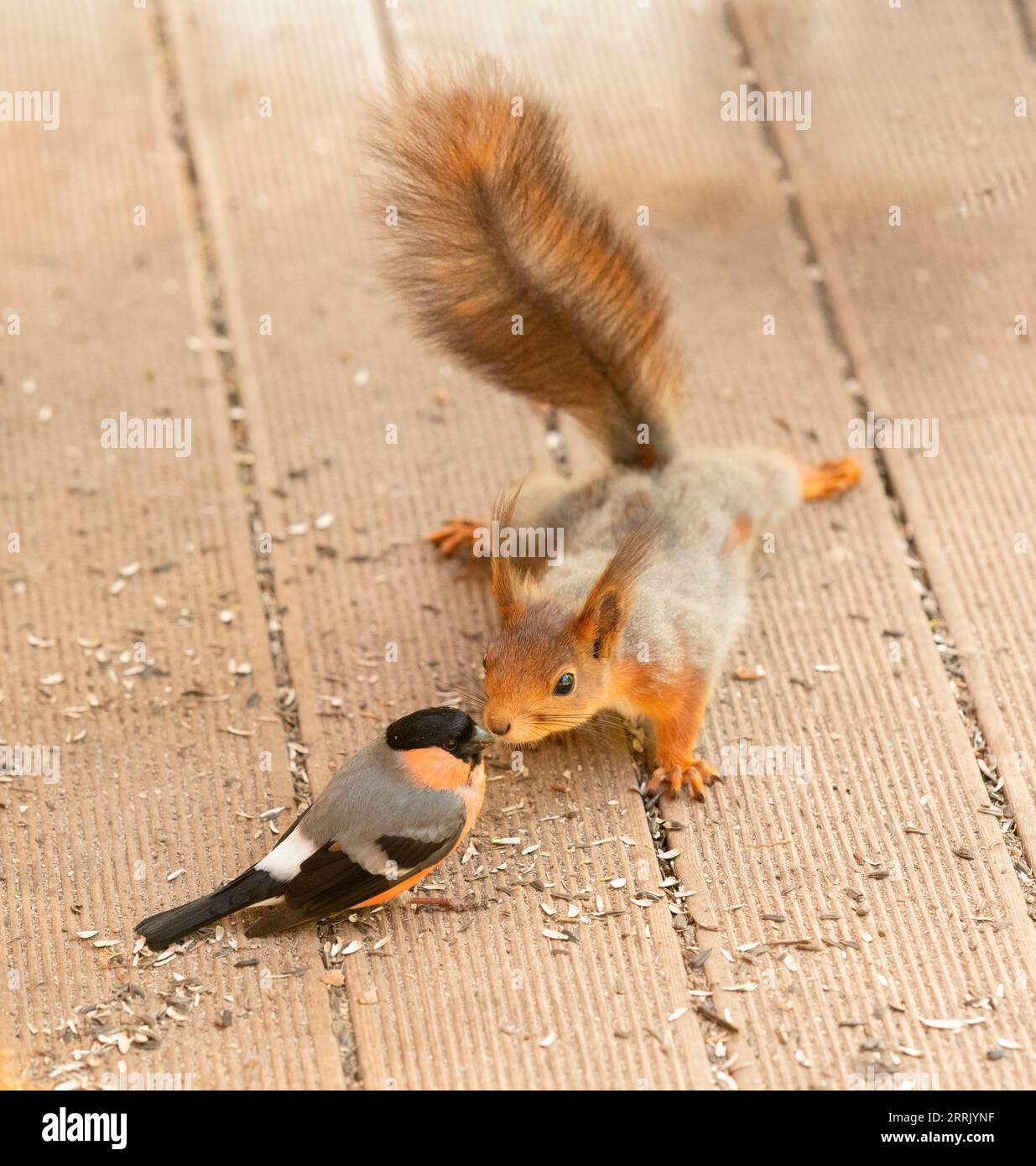 Red squirrel and bullfinch looking at each other Stock Photo