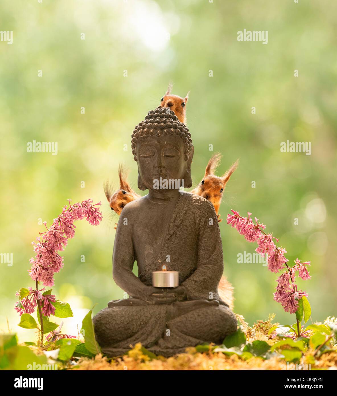 Red squirrels with a budha statue Stock Photo