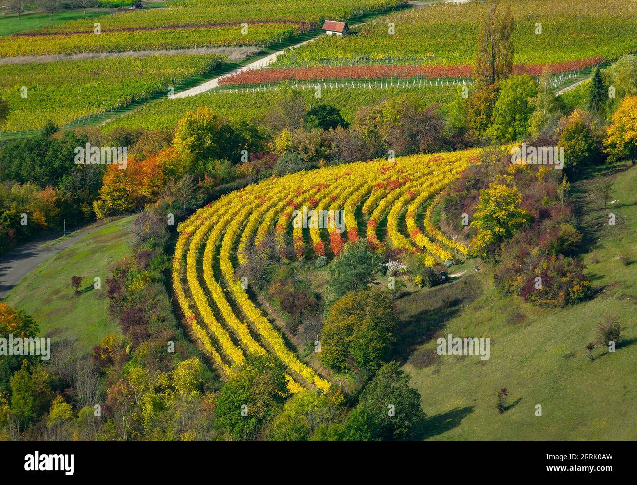 Autumn in the vineyards of Neuffen. The vineyards are located on the Albtrauf below the ruin Hohenneuffen, Neuffen, Germany Stock Photo