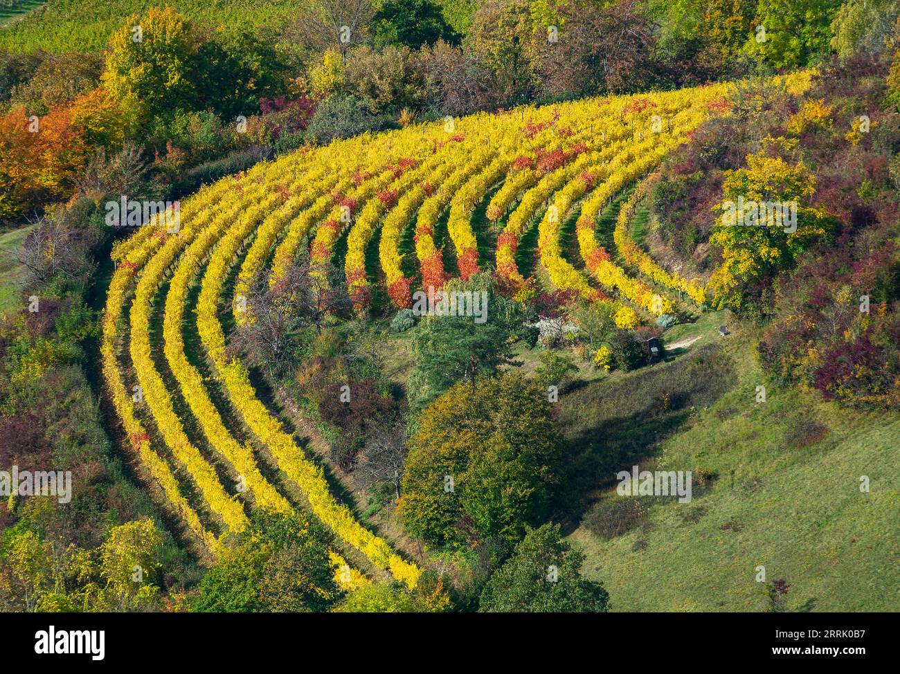 Autumn in the vineyards of Neuffen. The vineyards are located on the Albtrauf below the ruin Hohenneuffen, Neuffen, Germany Stock Photo