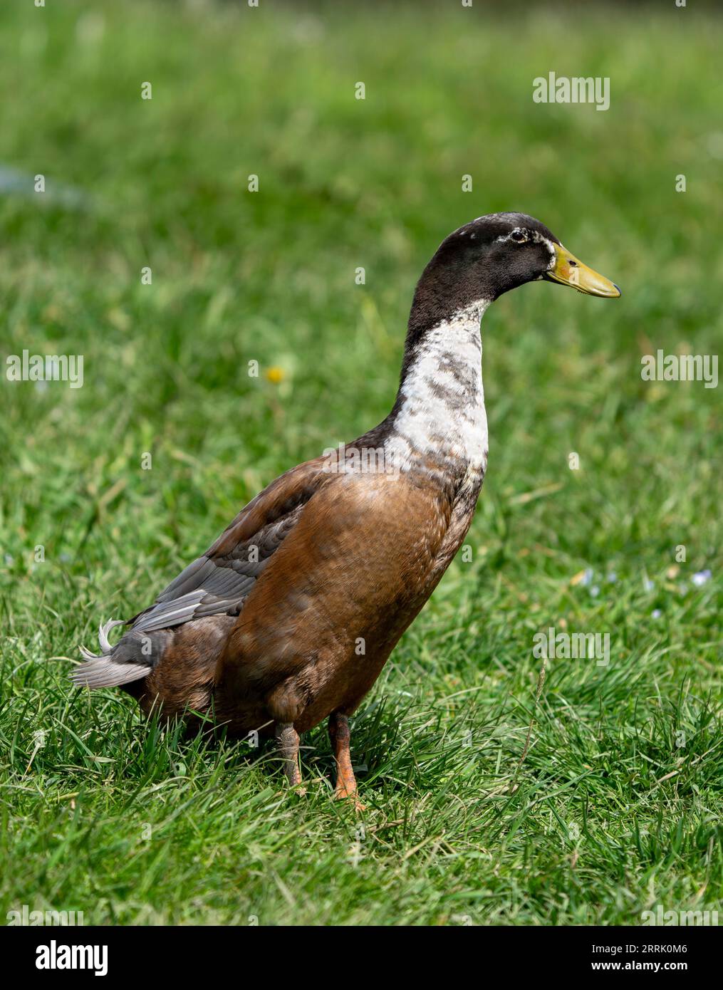 Anas nesiotis in grass hires stock photography and images Alamy