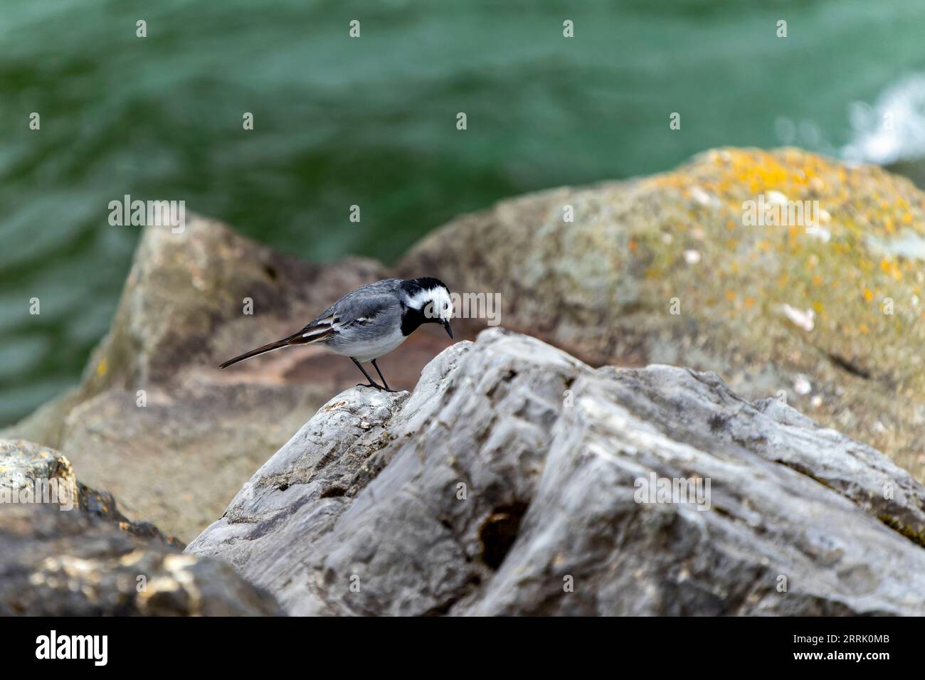 The wagtail is a species of songbird in the wagtail and peeper family, Sonthofen, Germany Stock Photo