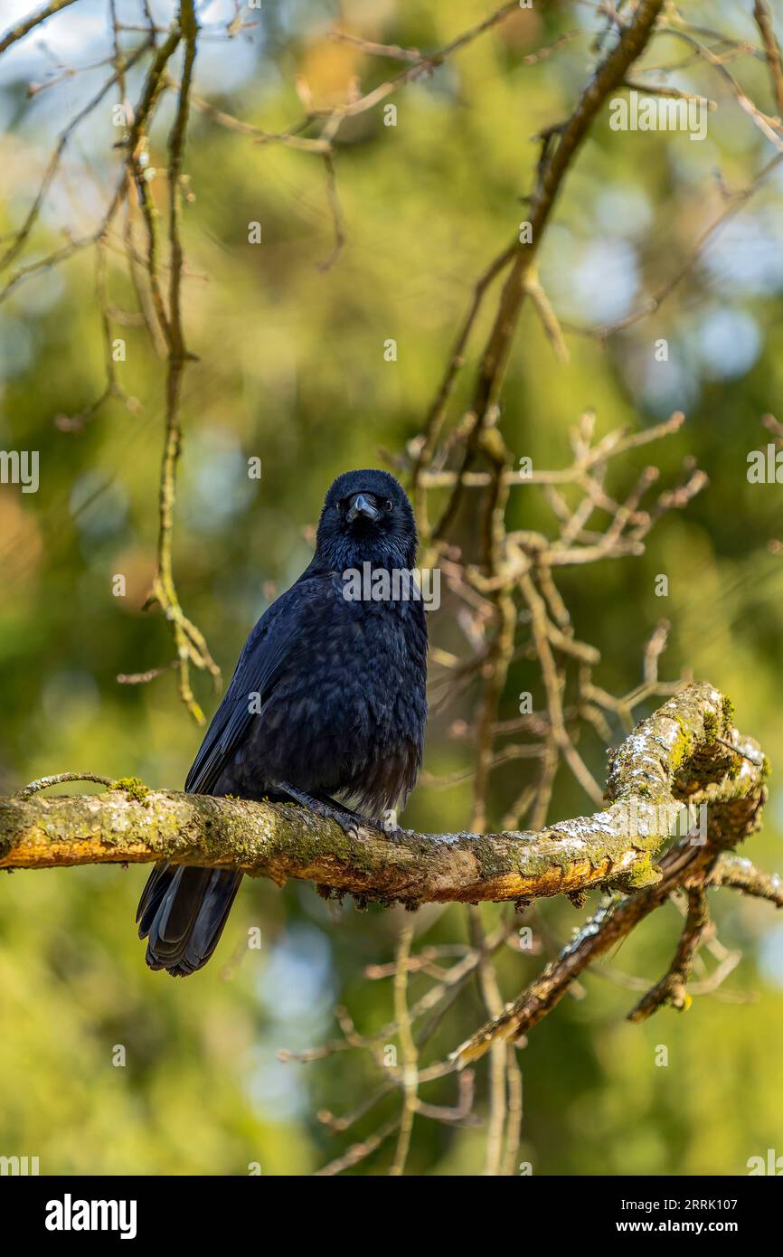 The carrion crow (Corvus corone) is a species of bird in the corvid family (Corvidae), Sonthofen, Germany Stock Photo