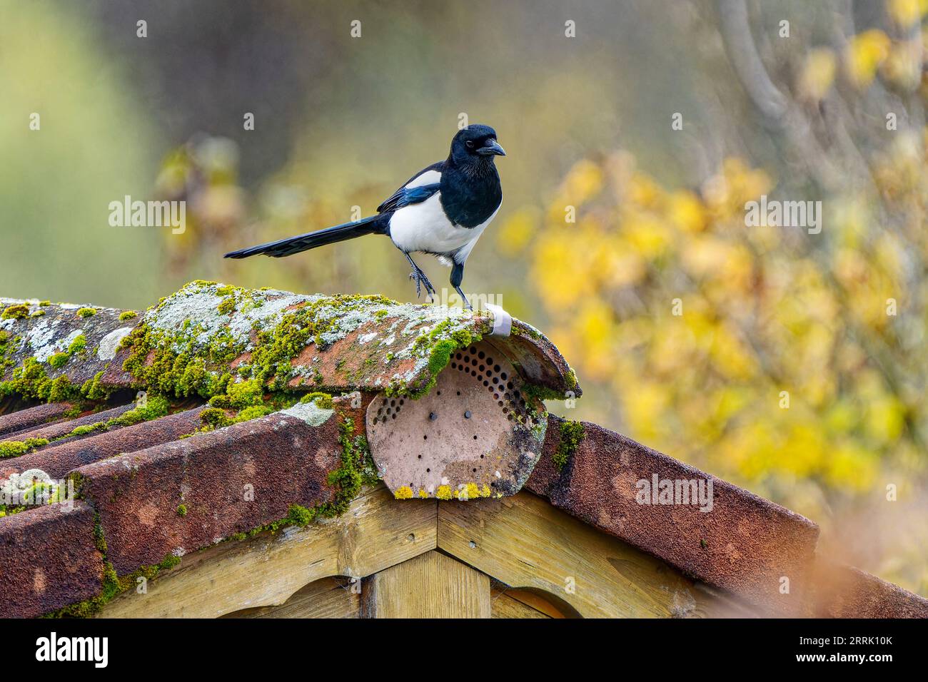 The magpie (Pica pica) is a species of bird in the corvid family. It inhabits large parts of Europe and Asia as well as northern North Africa, Sonthofen, Germany Stock Photo