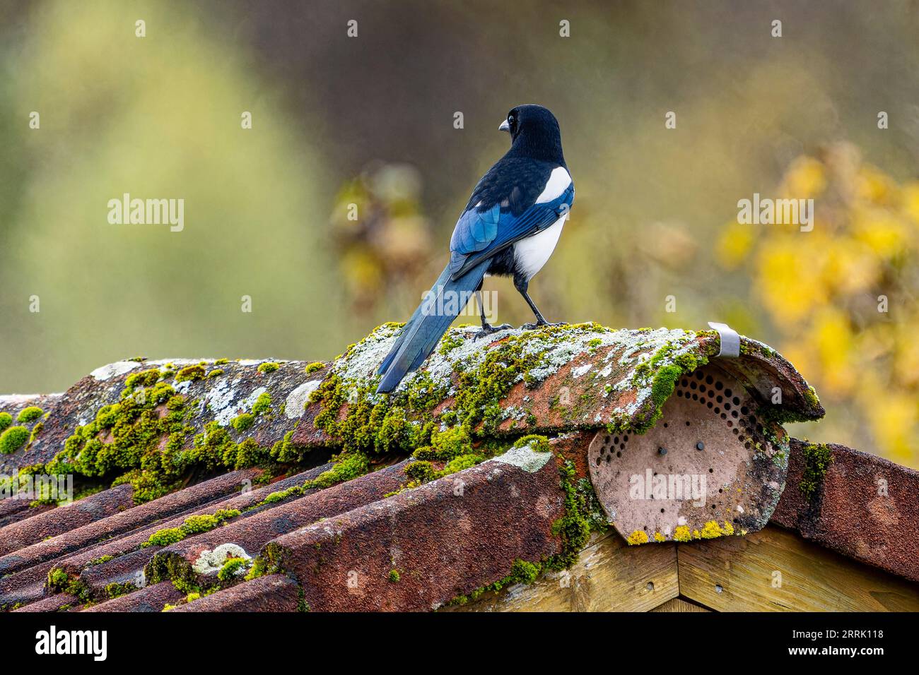 The magpie (Pica pica) is a species of bird in the corvid family. It inhabits large parts of Europe and Asia as well as northern North Africa, Sonthofen, Germany Stock Photo