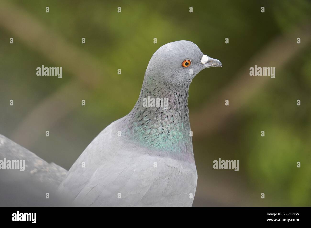 A gray color dove sitting on a ledge in front of a blurred green background. Focus on beautiful pigeon eye Stock Photo