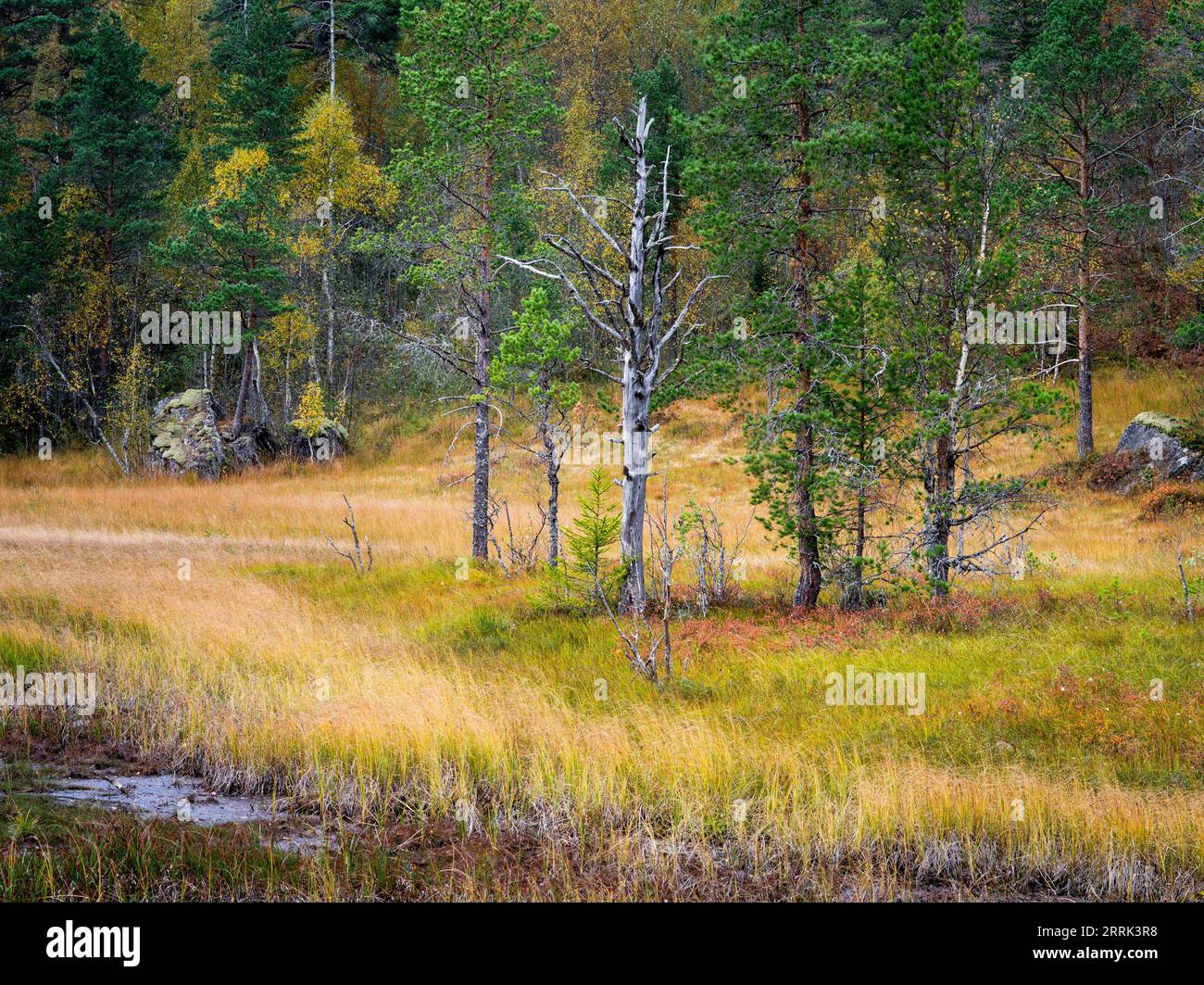 Stream pine trees hi-res stock photography and images - Alamy