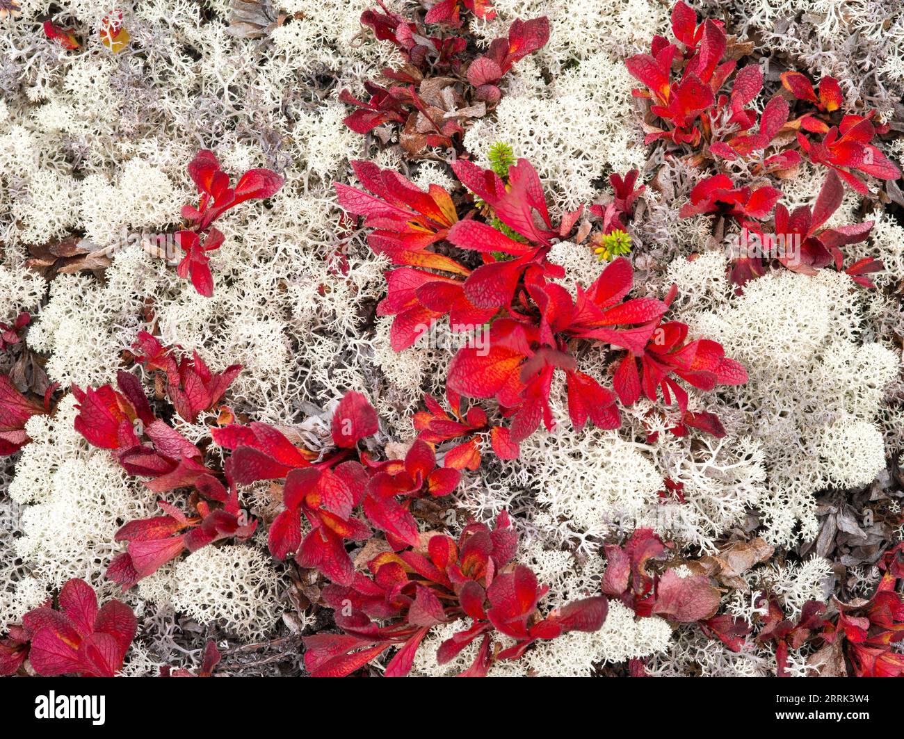 Alpine bearberry with reindeer lichen in autumn, Litledalen plateau, Norway Stock Photo