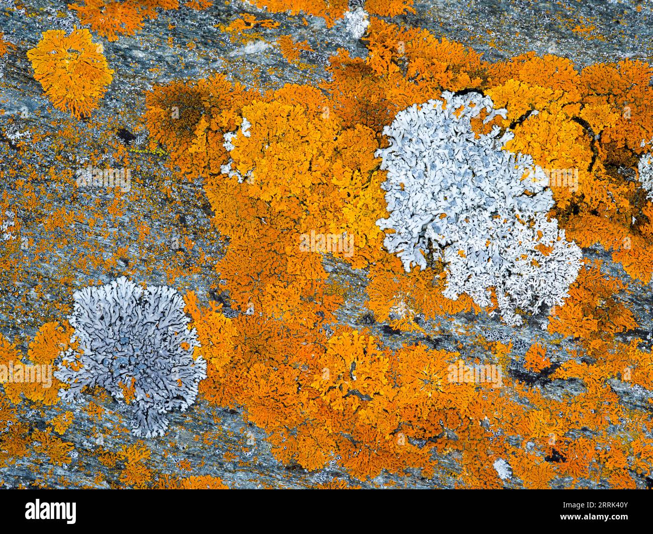 mosses-and-lichens-on-rock-stock-photo-alamy