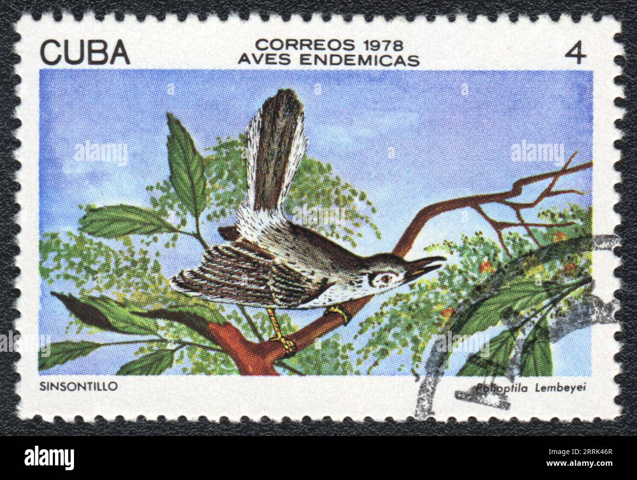 A postage stamp printed in CUBA shows bird Cuban Gnatcatcher (Polioptila Lembeyei), from series Cuban birds, circa 1978 Stock Photo