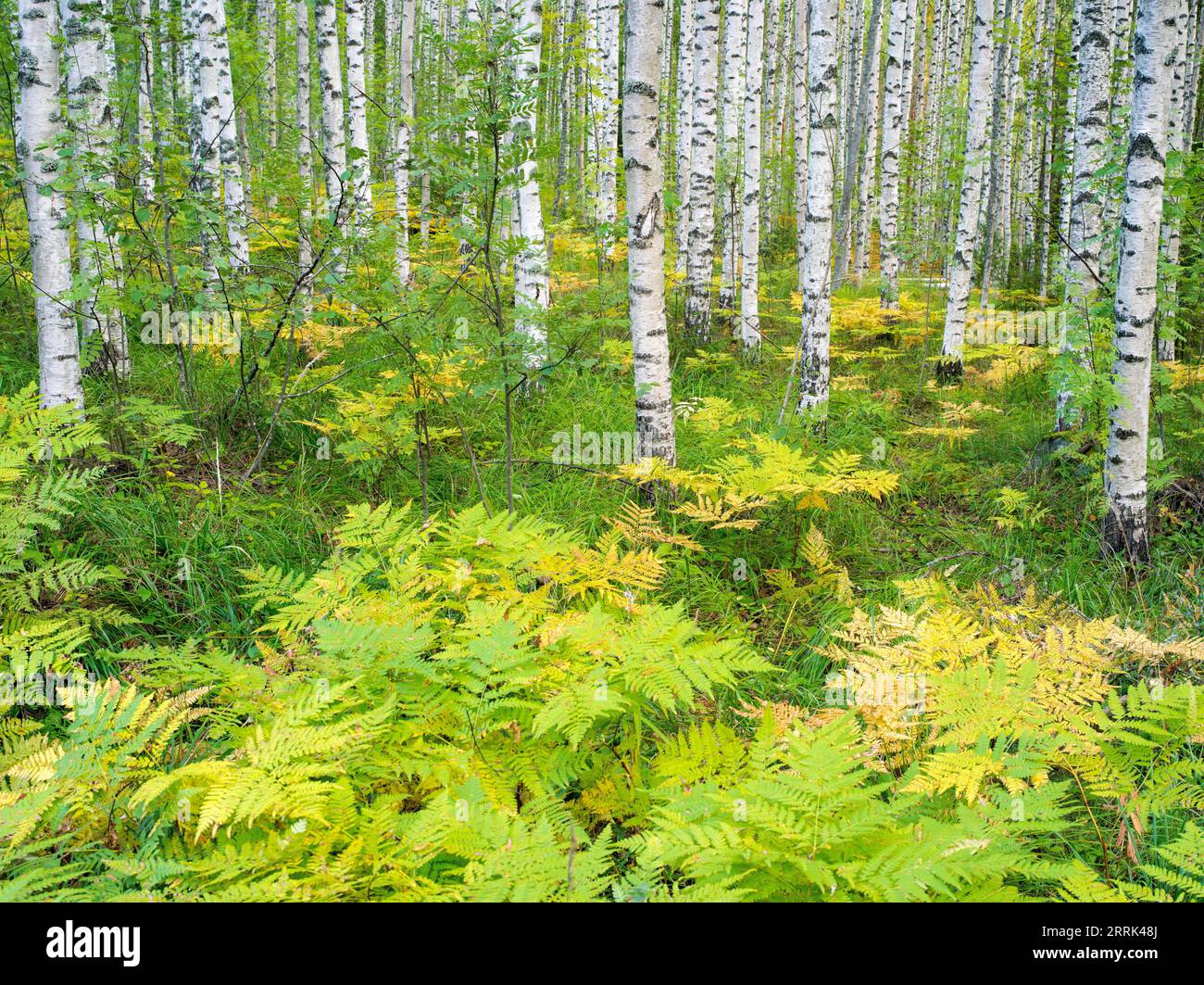 Birches and ferns near Ristiina, Saimaa, Finland Stock Photo