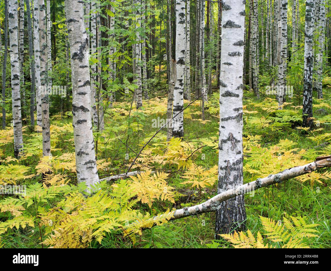 Birches and ferns near Ristiina, Saimaa, Finland Stock Photo