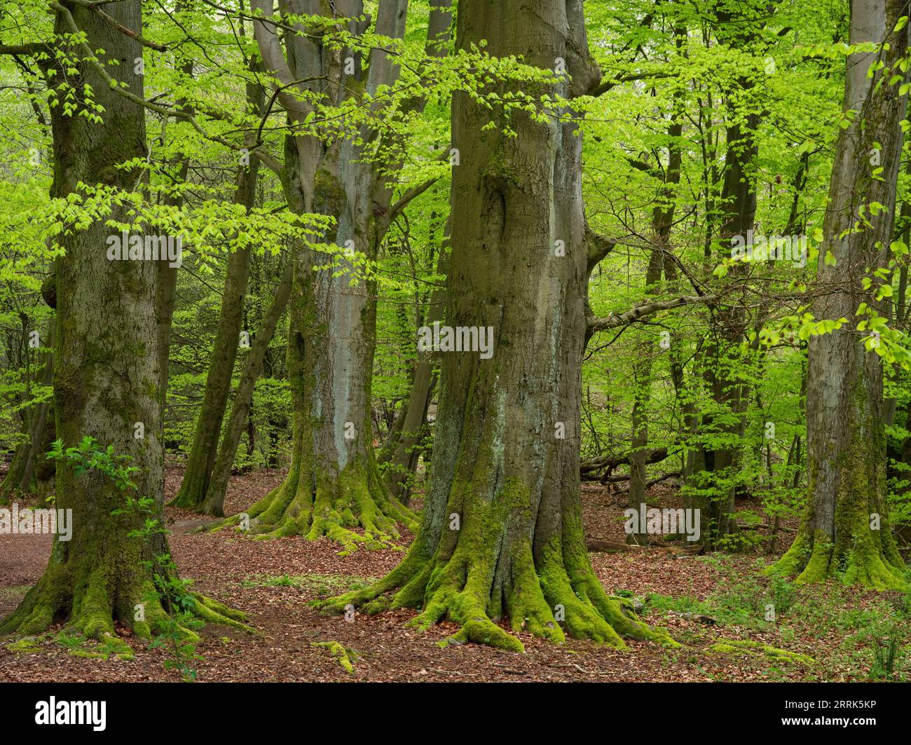 Beech Trees Sababurg Primeval Forest Spring Stock Photo Alamy Beech Trees Sababurg Primeval Forest Spring Stock Photo Alamy