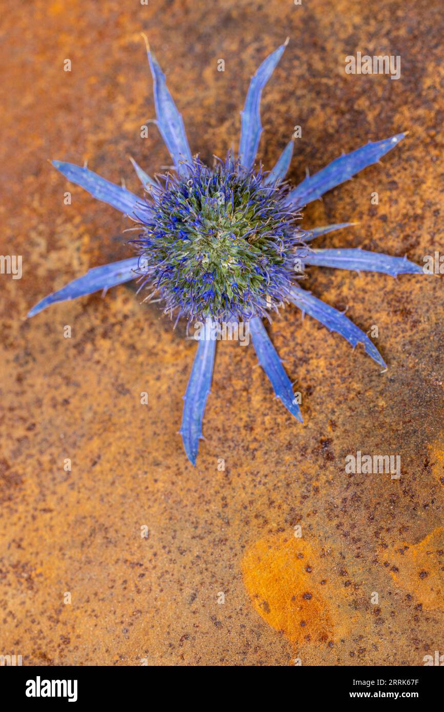 Dried flower, thistle in natural blue tone on rusty background, still life Stock Photo