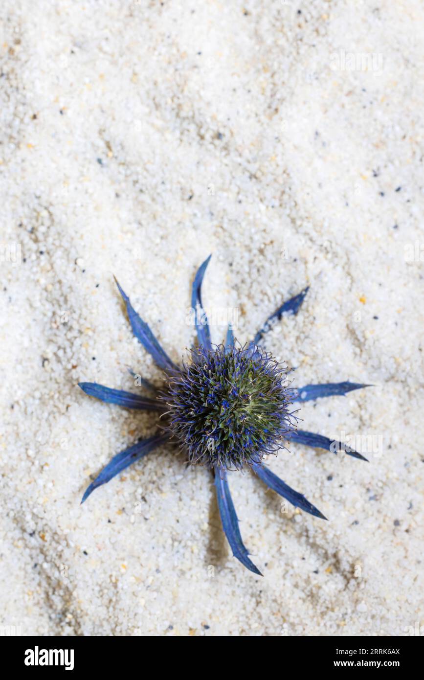 Dried flower, thistle in natural blue tone on sand background, still life Stock Photo