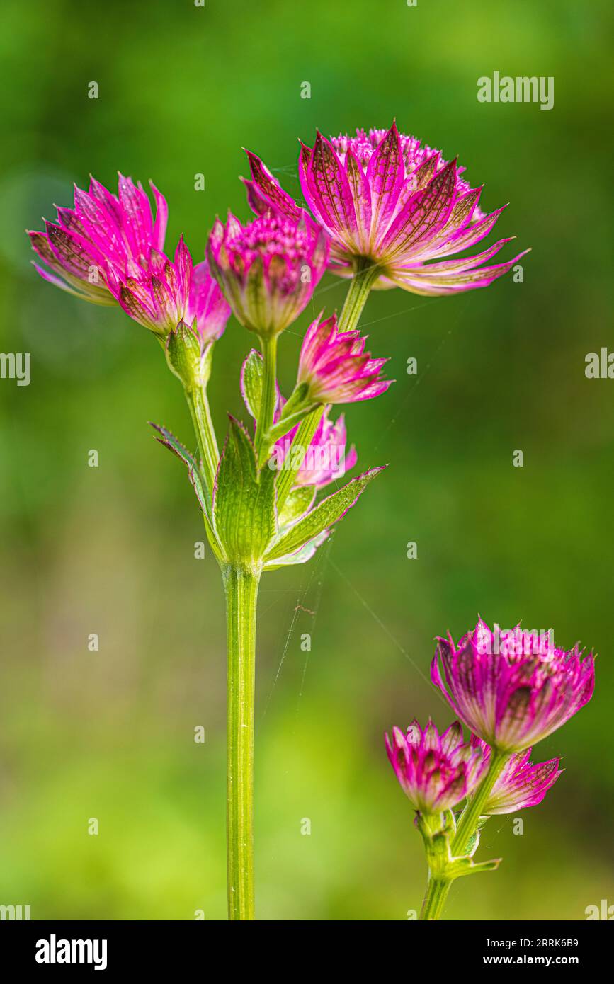 Large star umbel 'Pink Joyce' in nature Stock Photo