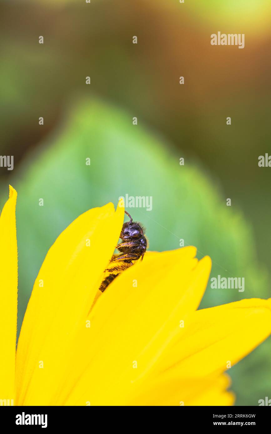 Jerusalem artichoke flower with bee collecting nectar Stock Photo Alamy