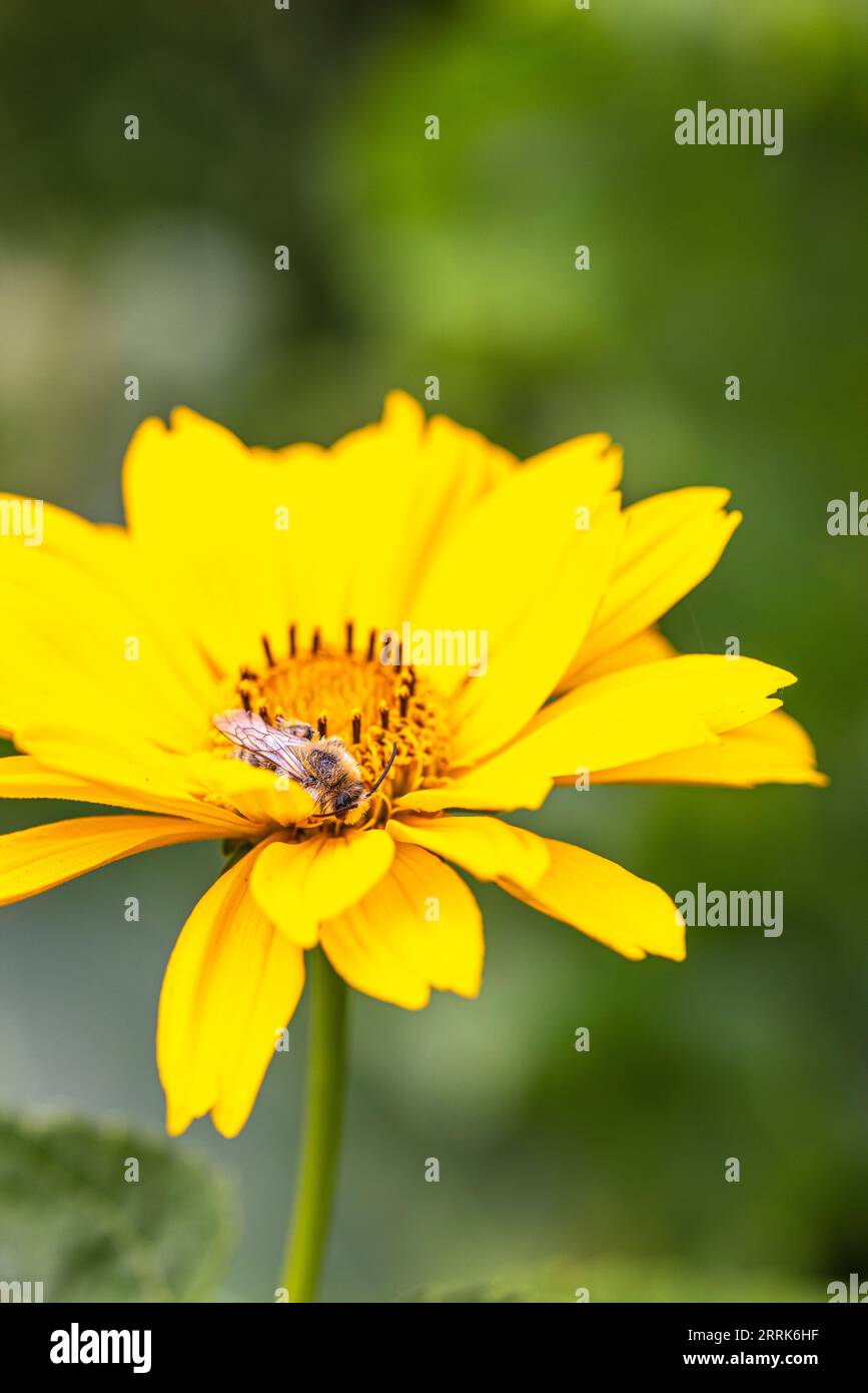 Jerusalem artichoke flower with bee collecting nectar Stock Photo Alamy