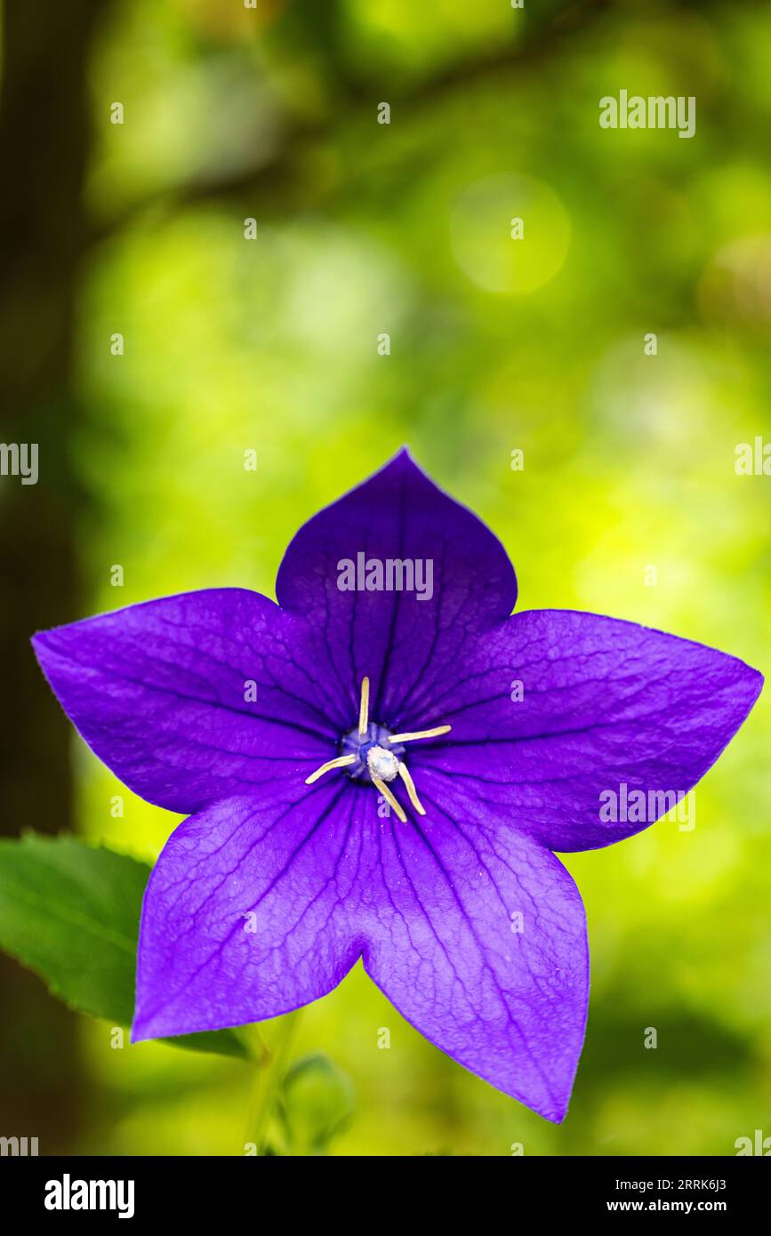 Peach-leaved bellflower, Campanula persicifolia, flower, close-up, text free space Stock Photo