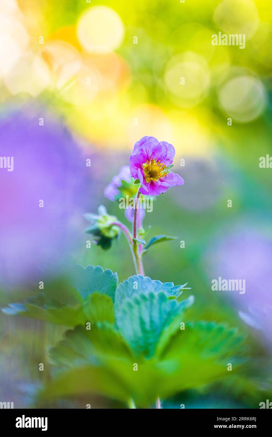 Pink strawberry flower, garden strawberry, fragaria ananassa, bokeh background Stock Photo