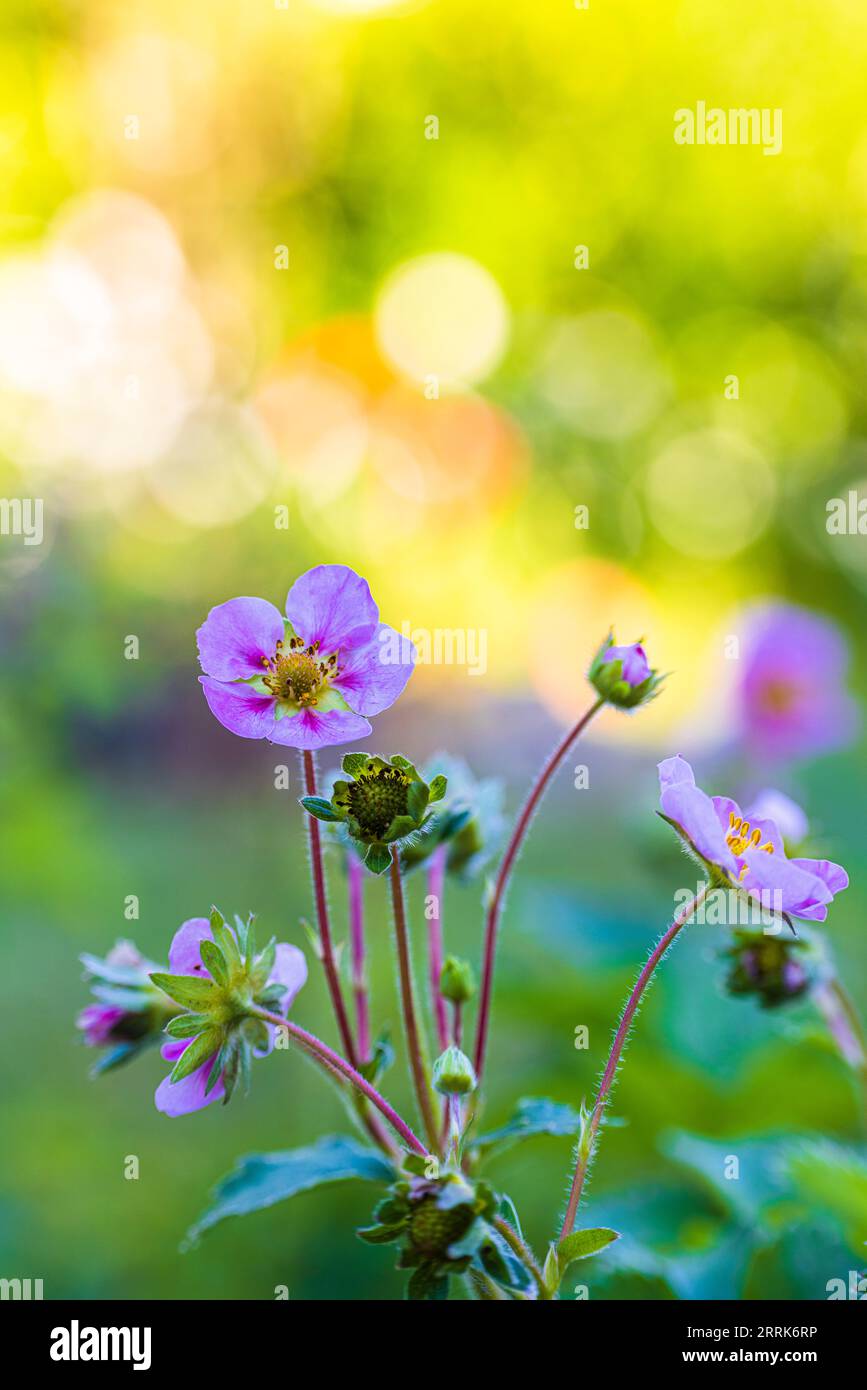 Pink bokeh flower hi-res stock photography and images - Alamy