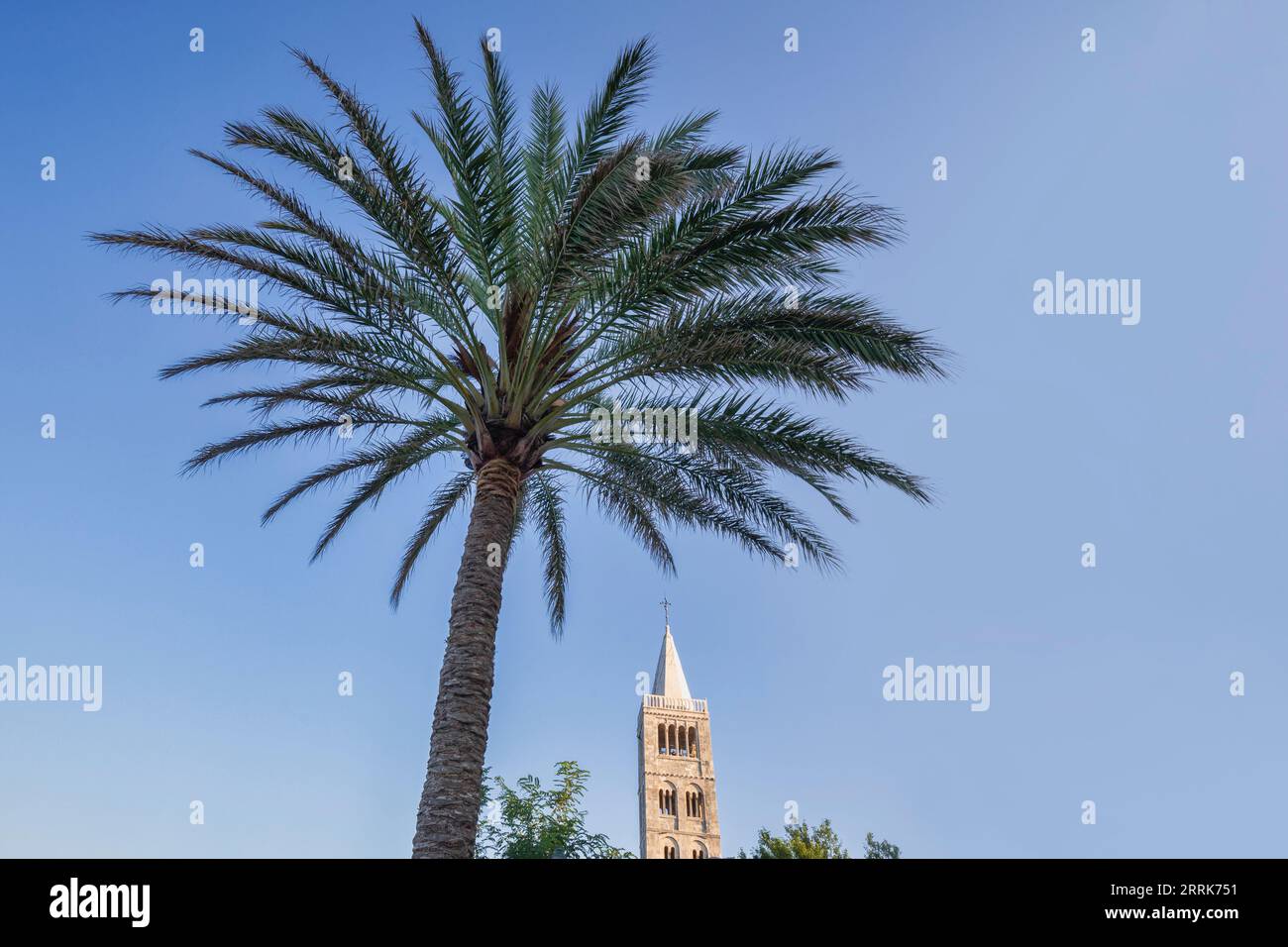 Europe, Croatia, Primorje-Gorski Kotar County, Rab island, view of the bell towers of the Cathedral of the Assumption of Blessed Virgin Mary and a Palm tree in the old town of Rab Stock Photo