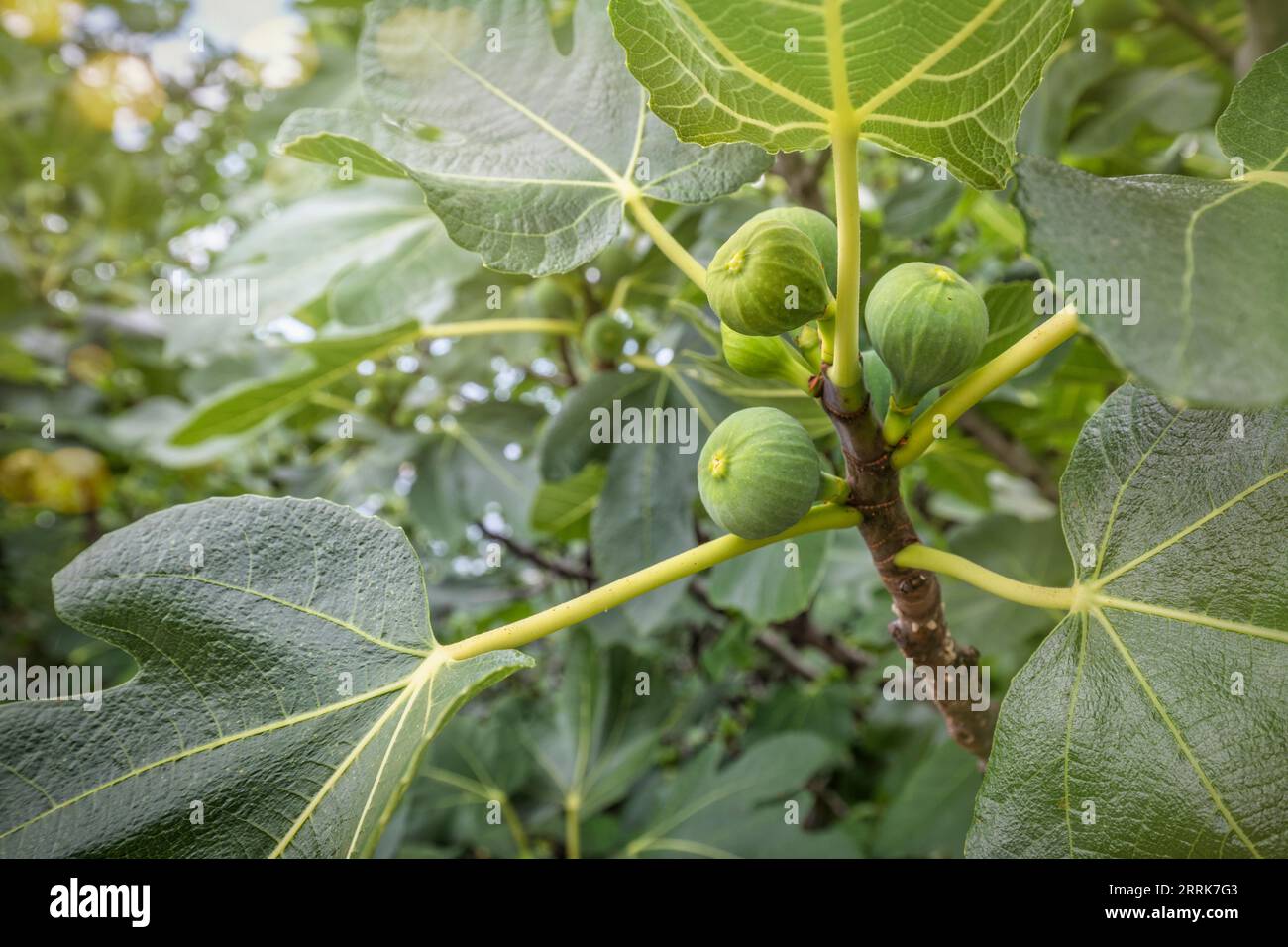 Croatia, Primorje-Gorski Kotar County, Krk island, Baska, fig tree, green foliage and ripening fruits Stock Photo