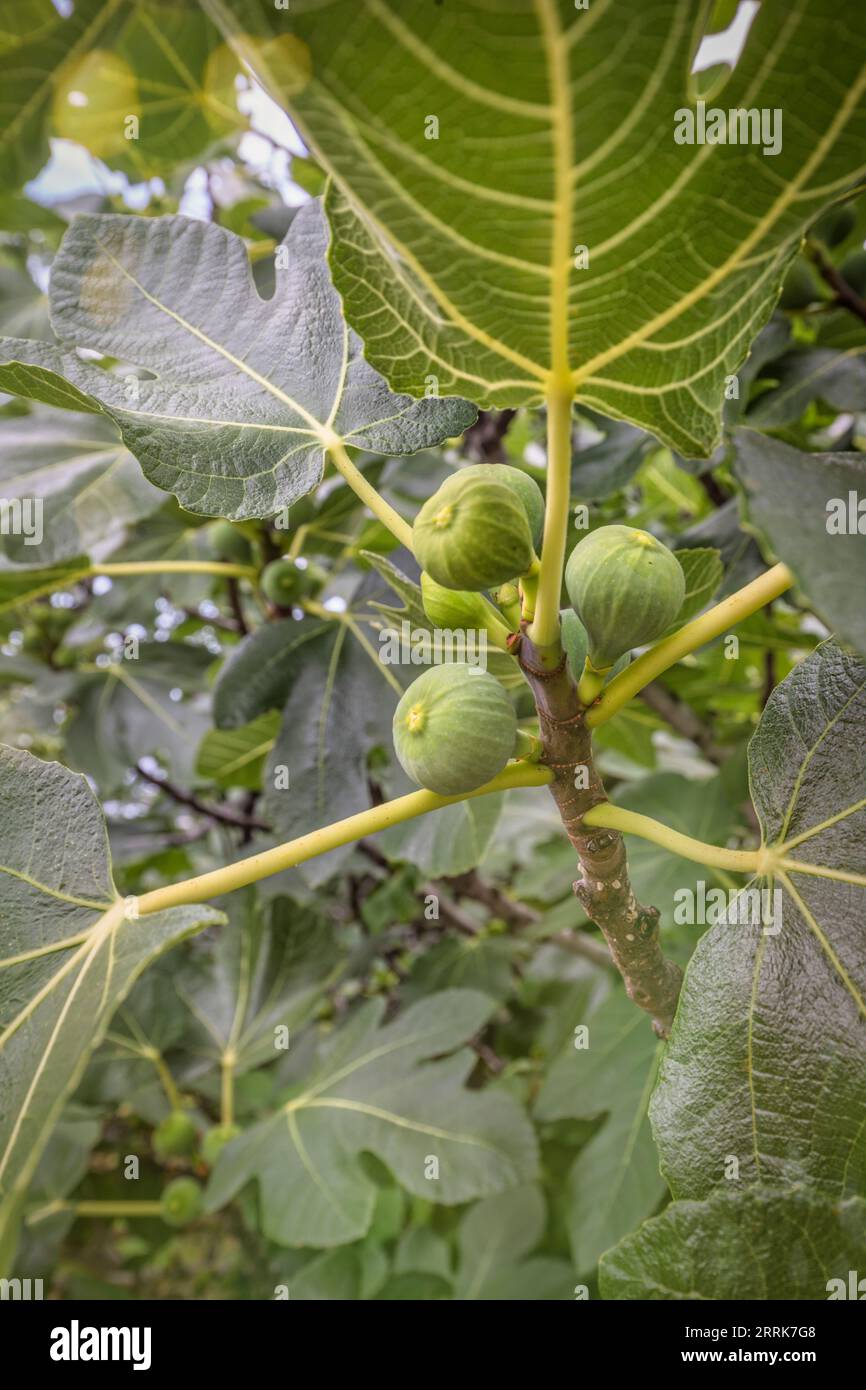 Croatia, Primorje-Gorski Kotar County, Krk island, Baska, fig tree, green foliage and ripening fruits Stock Photo