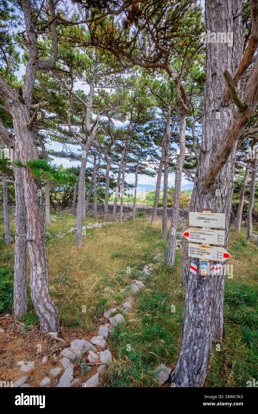 Croatia, Primorje-Gorski Kotar County, Krk island, Baska, small grove of maritime pine trees on the heights of Mount Labinin along the path towards Vela Luka beach Stock Photo