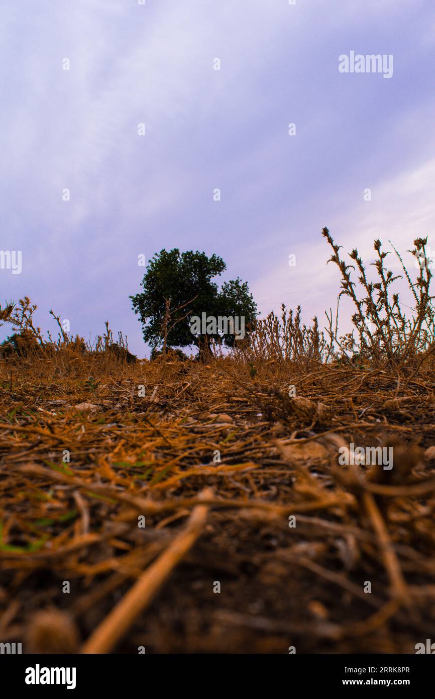 This photograph captures the majesty of an ancient carob tree, a symbol