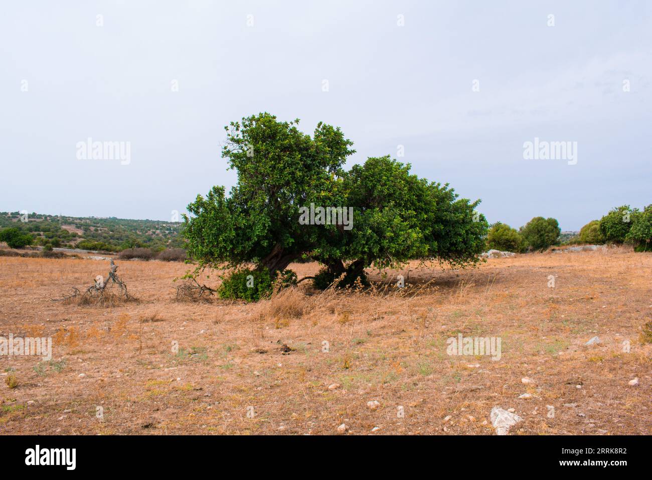 This photograph captures the majesty of an ancient carob tree, a symbol