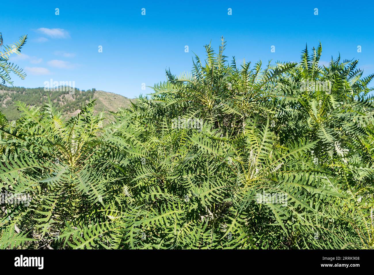 Tenerife, Canary Island, Santiago del Teide, hiking area, goose thistle ...