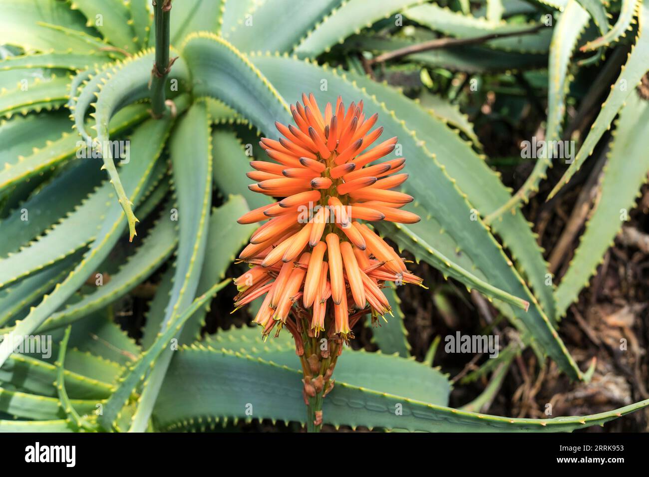 Tenerife, Canary Island, garden, flowering real aloe, aloe vera Stock Photo  - Alamy