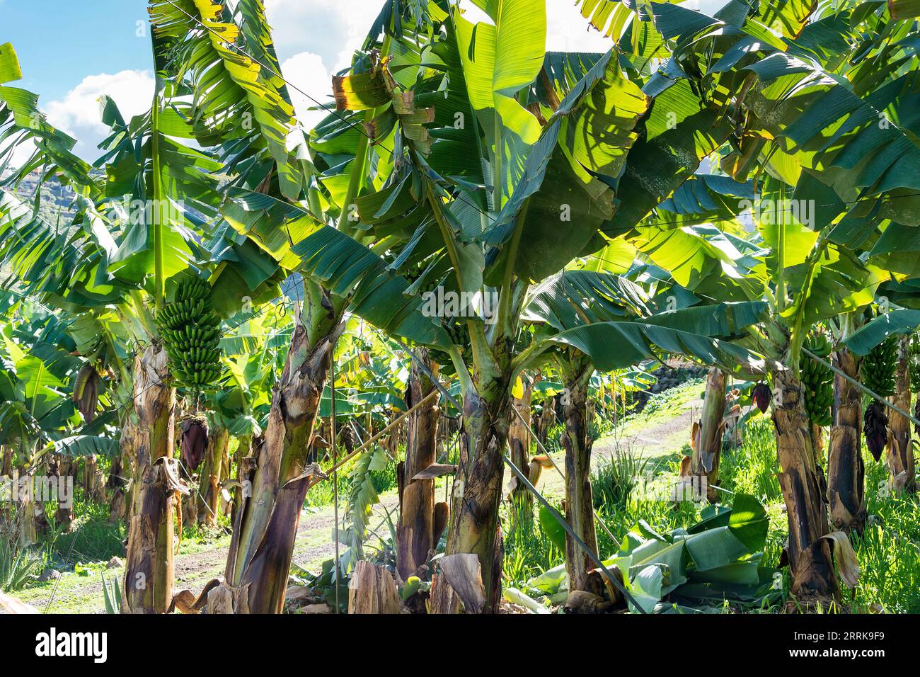 Tenerife, Canary Island, banana plantation Stock Photo