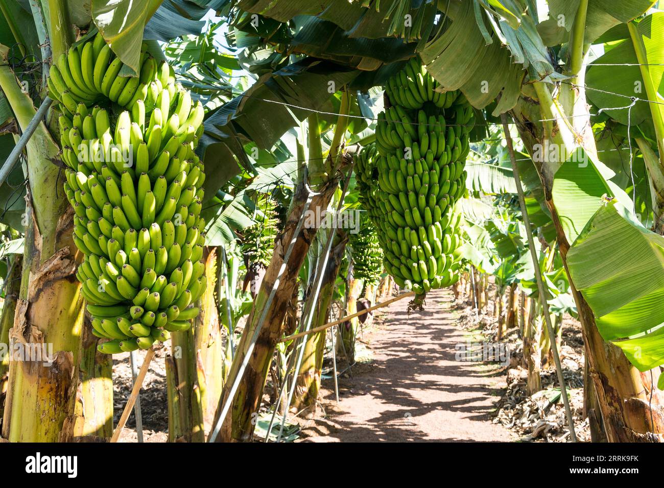 Tenerife, canary island, banana plantation, banana trees Stock Photo ...