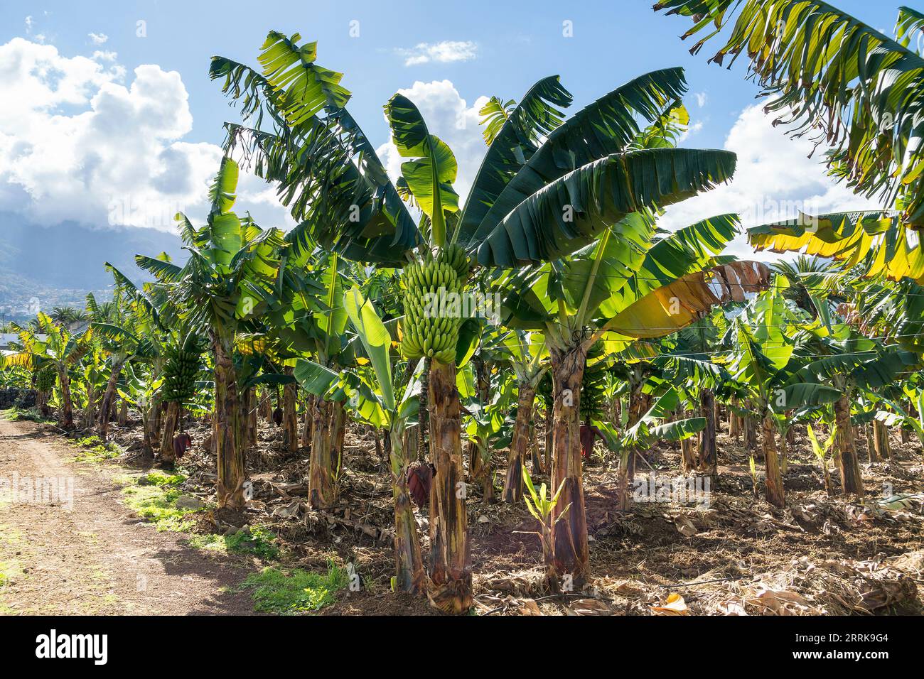 Tenerife, Canary Island, banana plantation, visit, guided tour Stock Photo