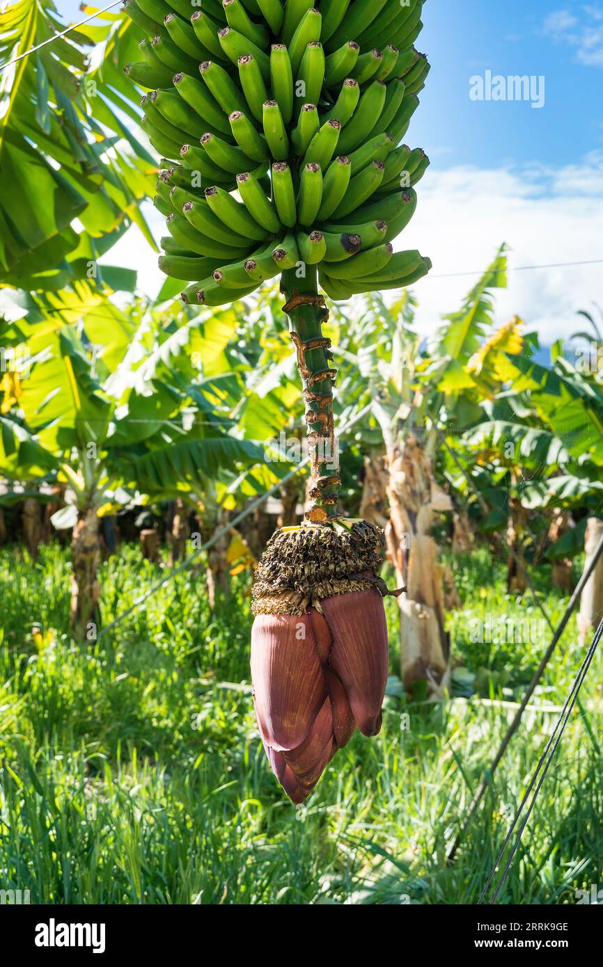 Tenerife, Canary Island, banana plantation, banana tree, inflorescence