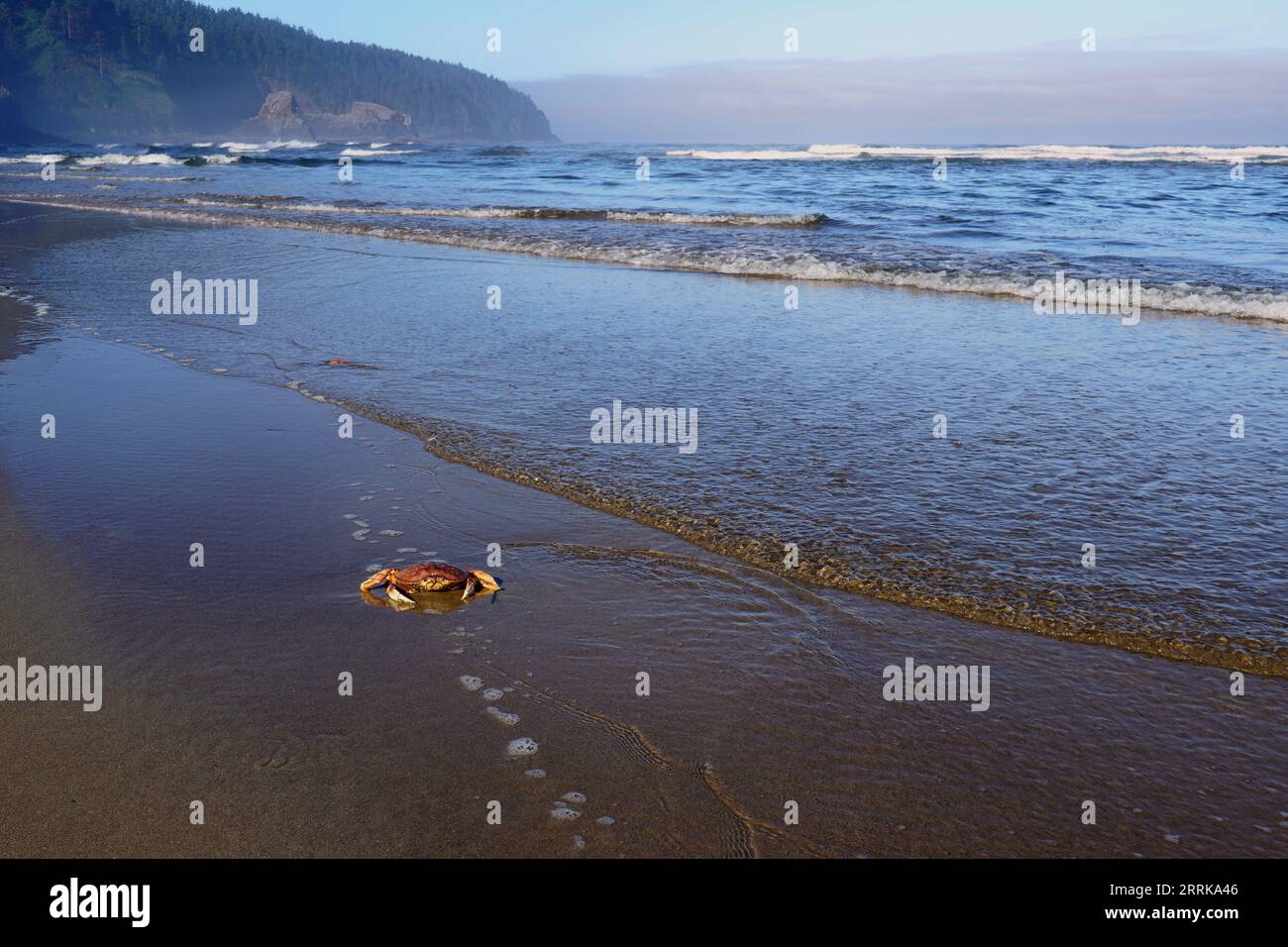Crab on beach in Cape Lookout State Park along the Oregon Coast Stock Photo
