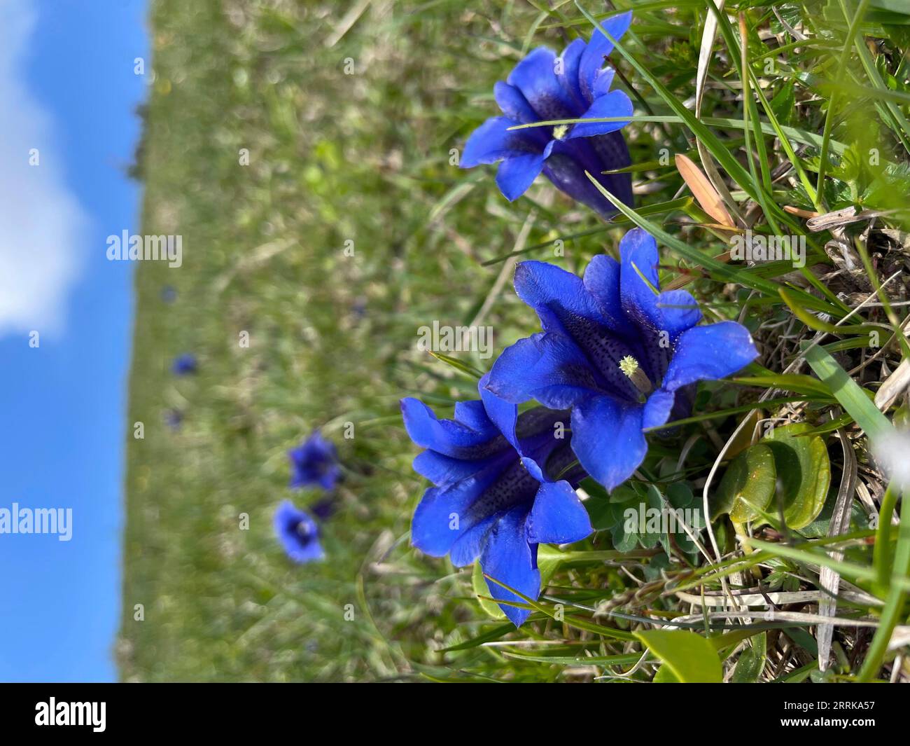 Gentians on meadow, blue, Loisachtal, Werdenfelser Land, spring, sun, Zugspitz region, Garmisch-Partenkirchen, Upper Bavaria, Germany Stock Photo