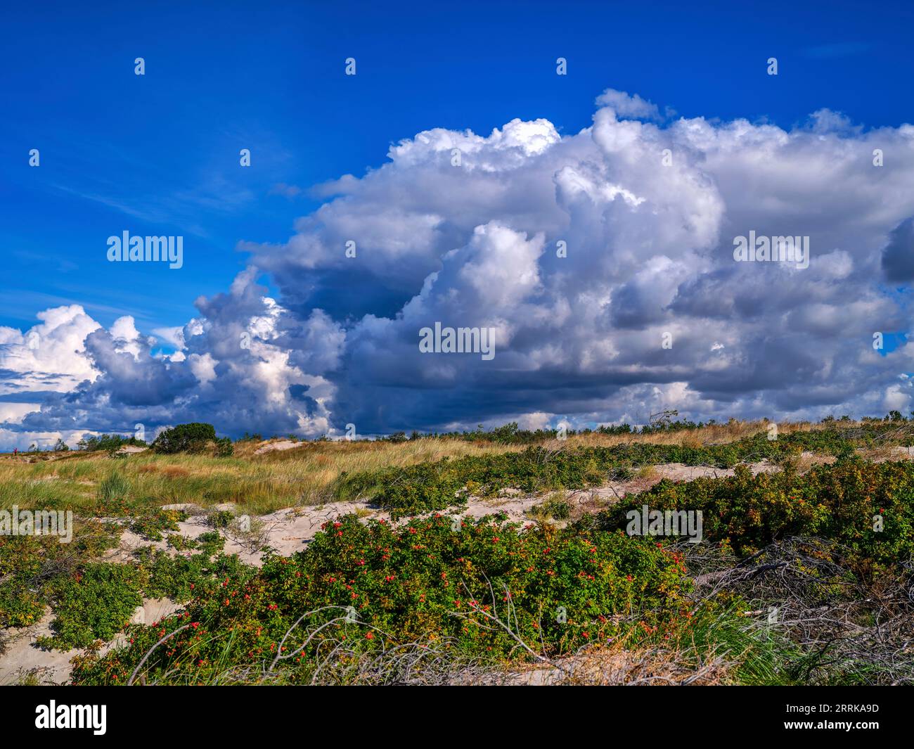 On the Curonian Spit in the Baltic States, Lithuania, Stock Photo