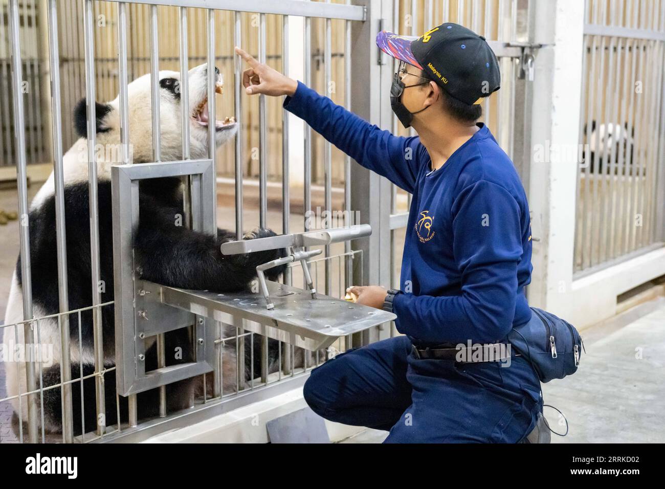 220903 -- KUALA LUMPUR, Sept. 3, 2022 -- Giant panda caretaker Akmal Hadi Samsuddin checks the teeth of giant panda Liang Liang at the Giant Panda Conservation Center at Zoo Negara near Kuala Lumpur, Malaysia, Aug. 21, 2022. When most animals in the Zoo Negara Malaysia on the outskirt of Kuala Lumpur are still asleep early in the morning, the pantry at the Giant Panda Conservation Center GPCC already lights up. Panda caretaker Akmal Hadi Samsuddin has started his workday by preparing breakfast for the panda family. TO GO WITH Feature: Panda family s nanny daddy in Malaysia  MALAYSIA-ZOO NEGARA Stock Photo