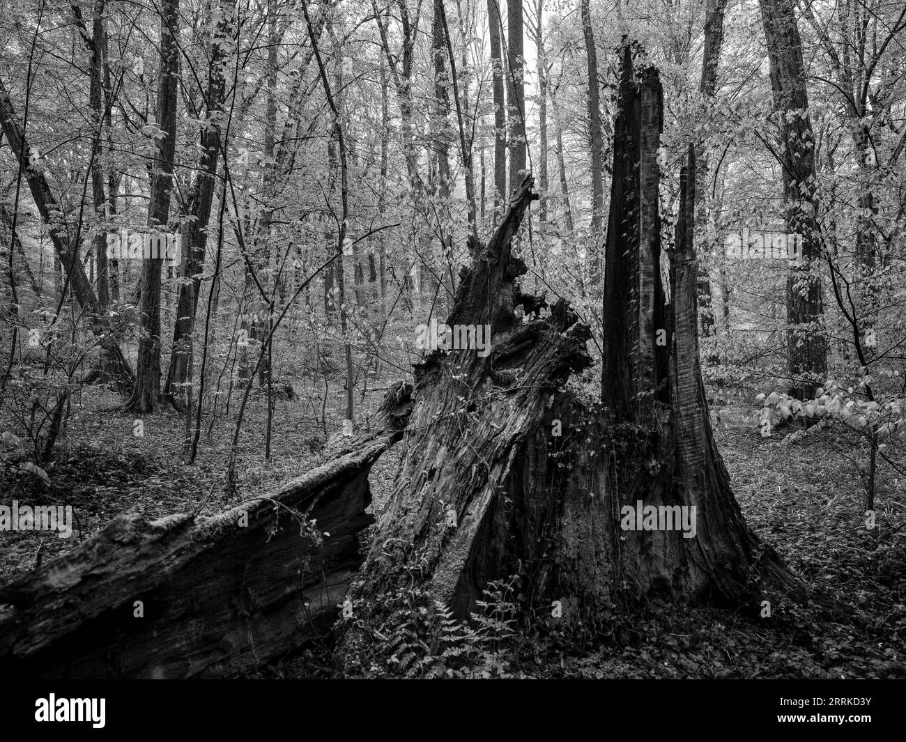 Forest, natural forest, deciduous forest, lake wood, wet, wild garlic, dead wood, nature reserve, NSG, beautiful place, nature, wild, messy, spring, spring greenery Stock Photo