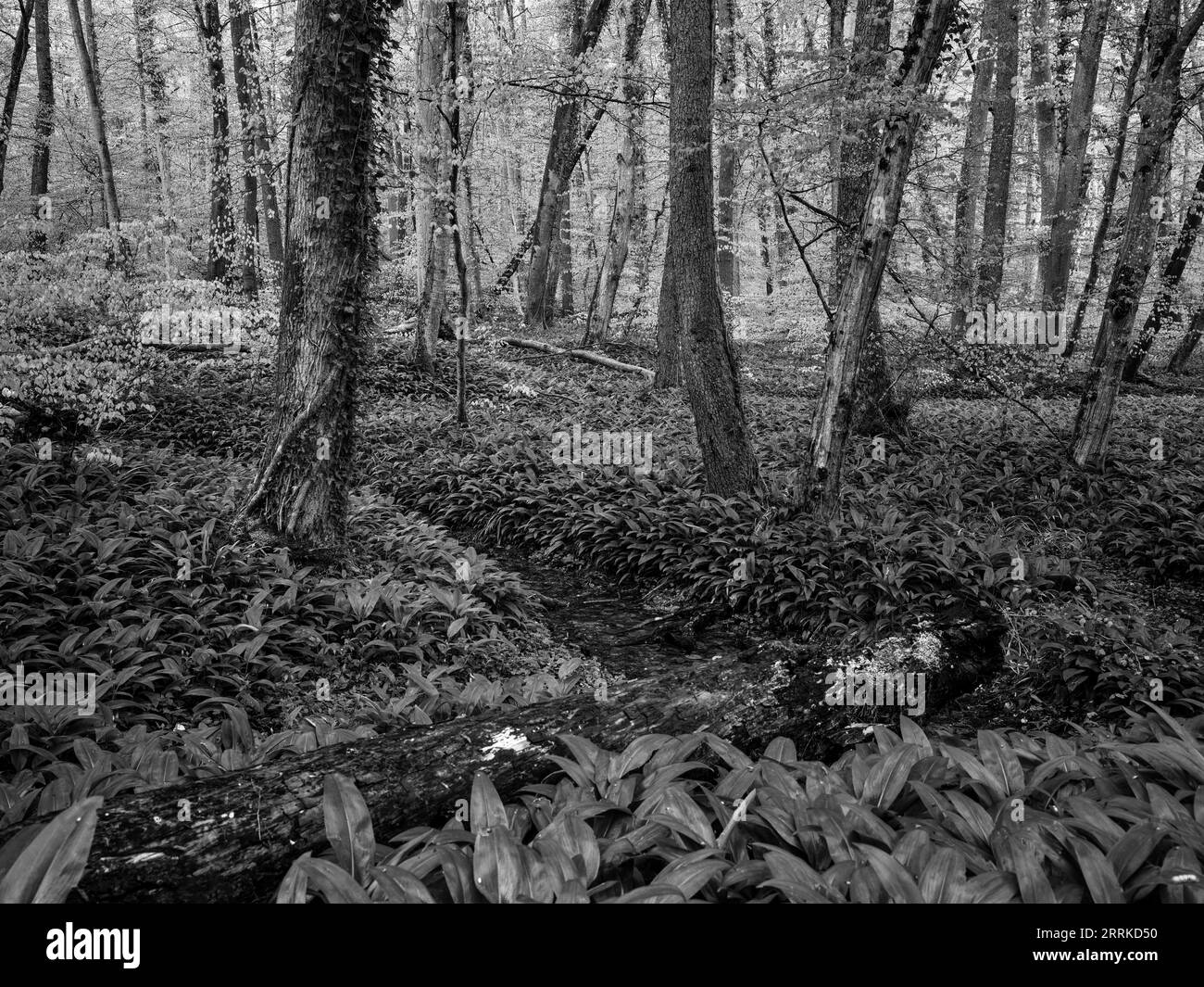 Forest, natural forest, deciduous forest, lake wood, wet, wild garlic