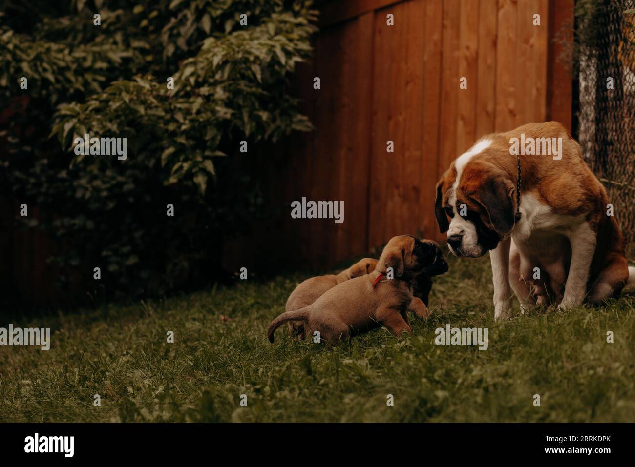 Two adorable puppies are outdoors, with one pup curiously sniffing the