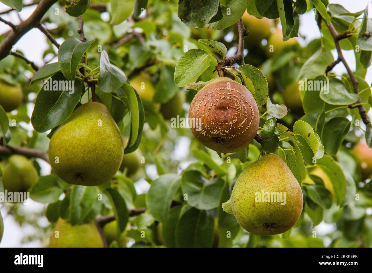 Rotten Pear on the fruit tree, Monilia laxa - Monilinia laxainfestation, plant disease. Fruit plant disease. Stock Photo