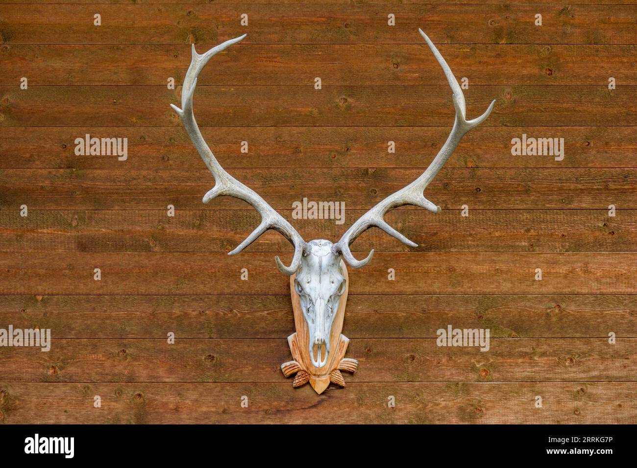 Austria, Tyrol, Zillertal, deer antlers on a wooden hut. Stock Photo